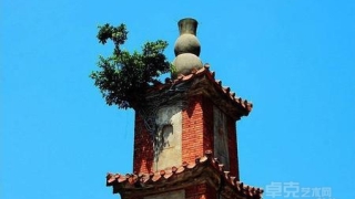 福建388年古塔长树 文保中心为何要铲除